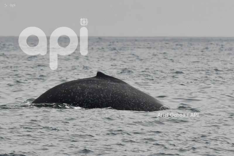 PTO LOPEZ-BALLENAS-OBSERVACION