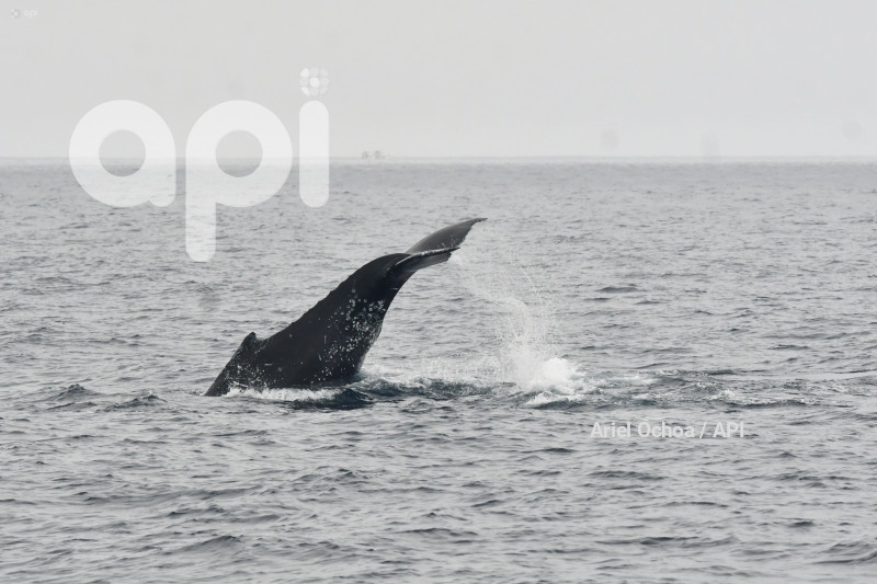 PTO LOPEZ-BALLENAS-OBSERVACION
