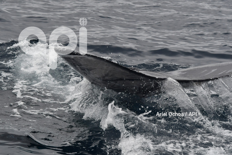 PTO LOPEZ-BALLENAS-OBSERVACION