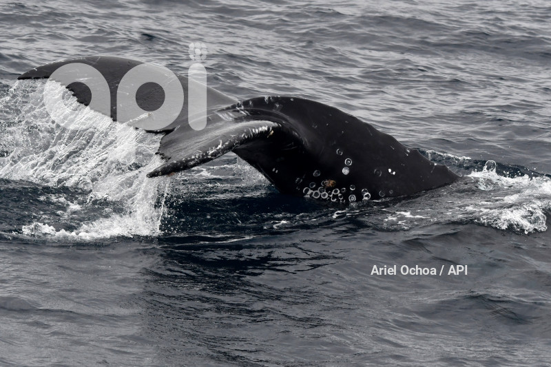 PTO LOPEZ-BALLENAS-OBSERVACION