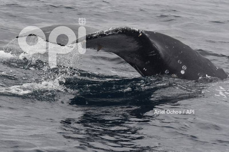 PTO LOPEZ-BALLENAS-OBSERVACION