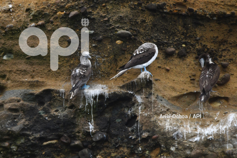 PTO LOPEZ-BALLENAS-OBSERVACION