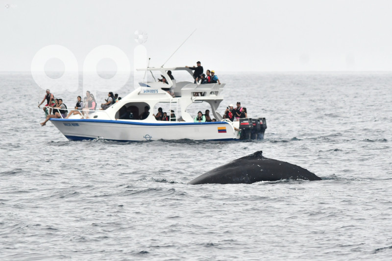 PTO LOPEZ-BALLENAS-OBSERVACION