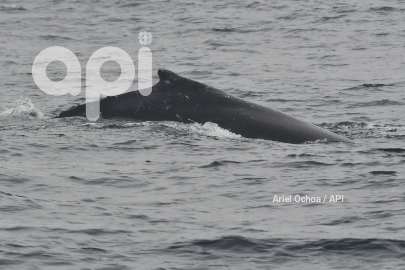 PTO LOPEZ-BALLENAS-OBSERVACION