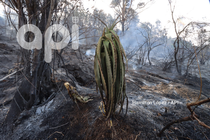 UIO-INCENDIO-PANECILLO