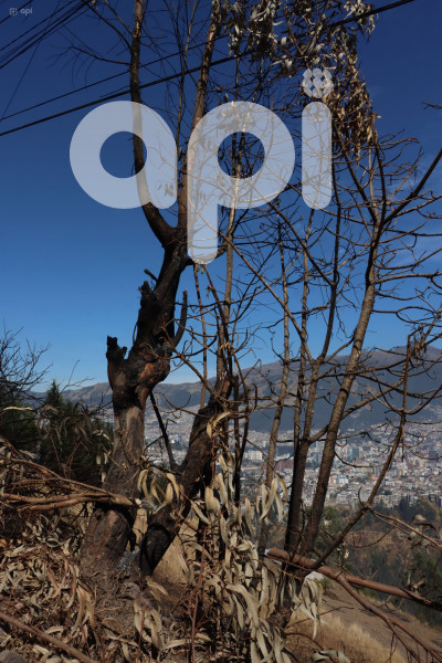 INCENDIO-CERRO-AUQUI