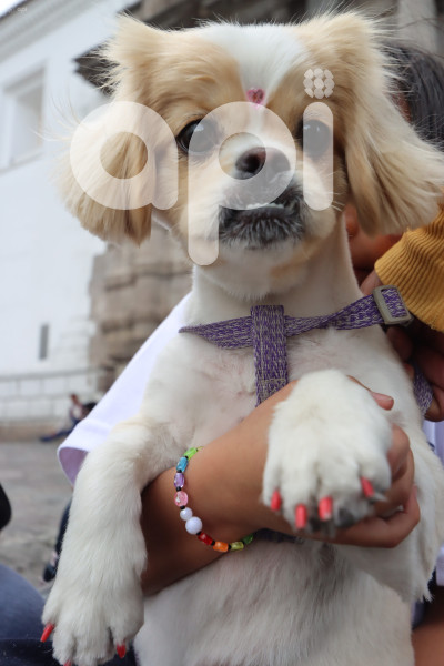 UIO-BENDICIÓN-ANIMALES