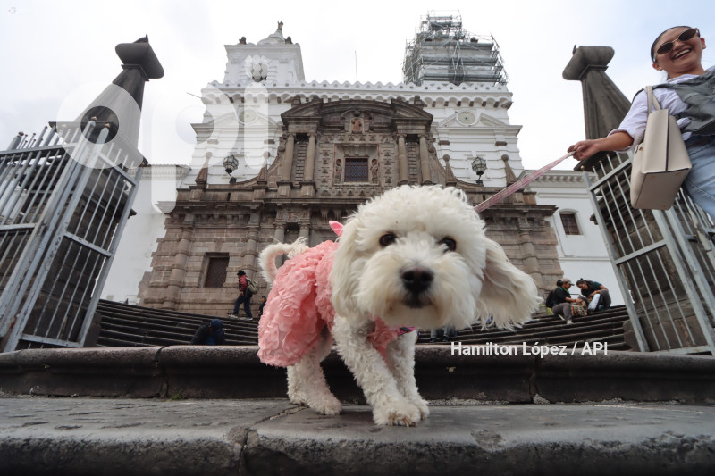 UIO-BENDICIÓN-ANIMALES