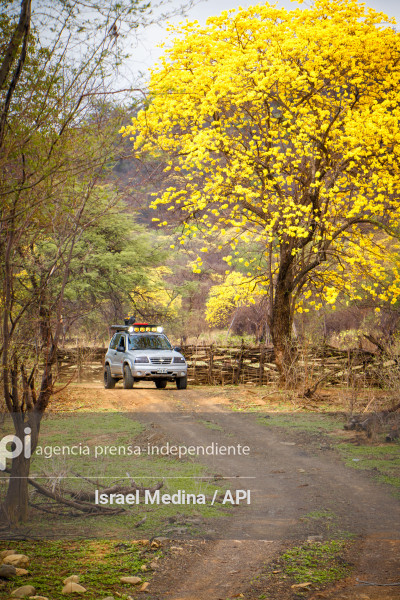 FLORECIMIENTO GUAYACANES 2026