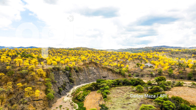 EVN - FLORECIMIENTO GUAYACANES