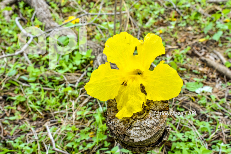 EVN - FLORECIMIENTO GUAYACANES