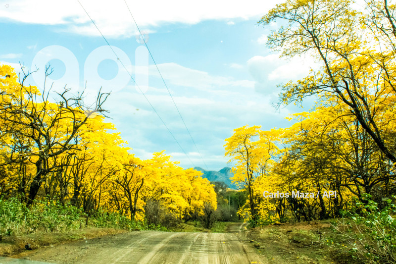 EVN - FLORECIMIENTO GUAYACANES