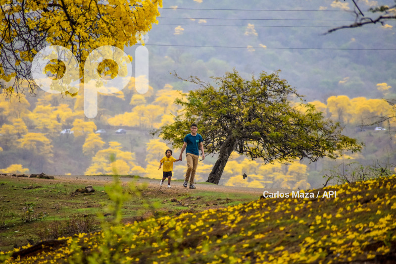 EVN - FLORECIMIENTO GUAYACANES