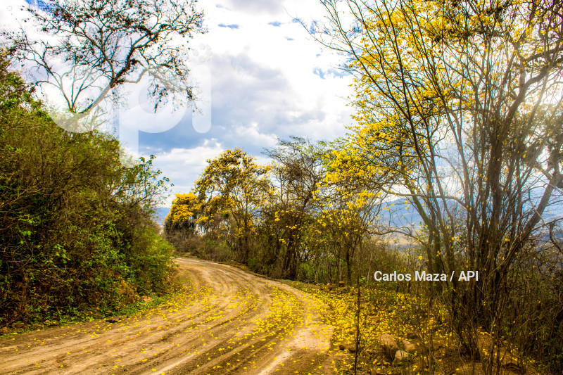 EVN - FLORECIMIENTO GUAYACANES