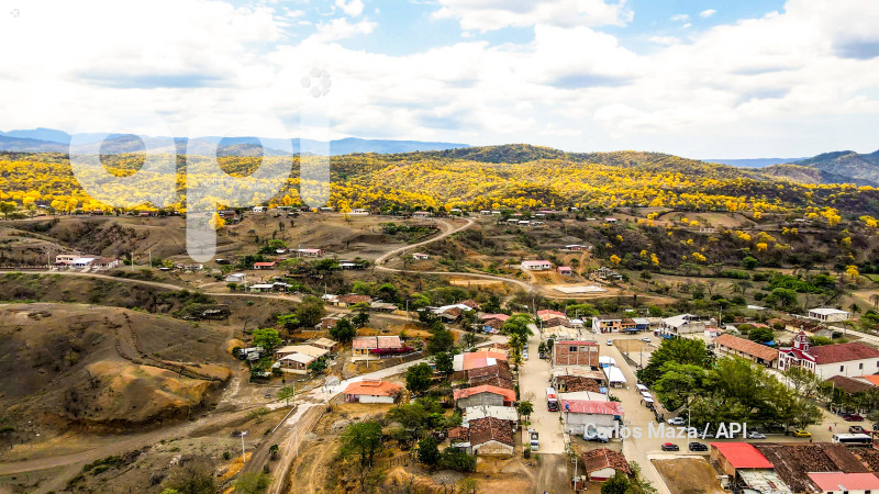 EVN - FLORECIMIENTO GUAYACANES