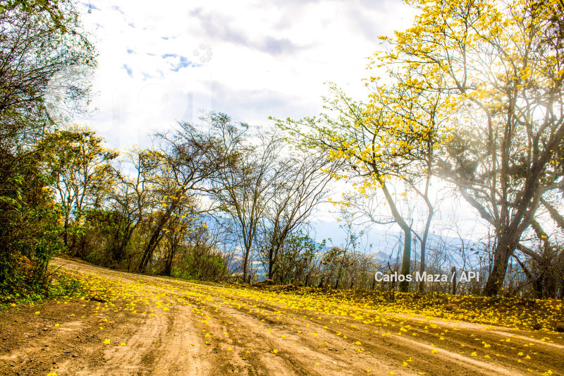 EVN - FLORECIMIENTO GUAYACANES