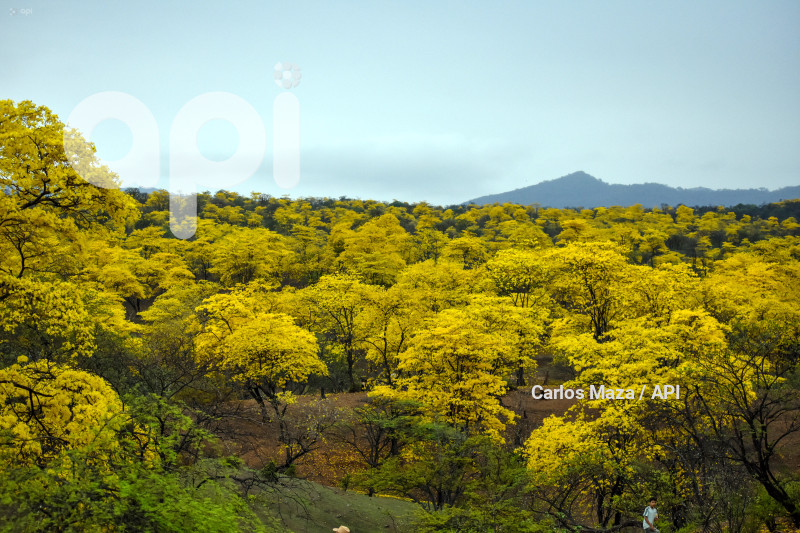 EVN - FLORECIMIENTO GUAYACANES