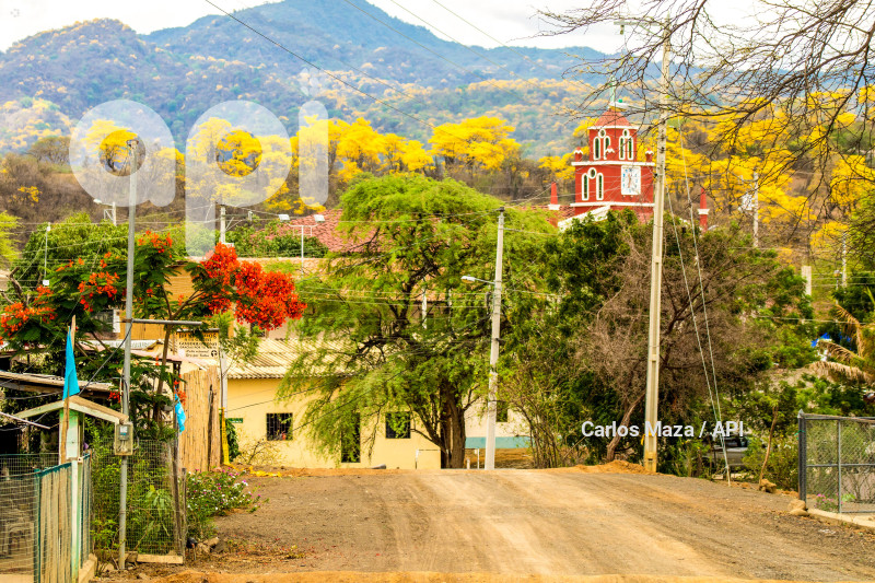 EVN - FLORECIMIENTO GUAYACANES