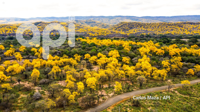 EVN - FLORECIMIENTO GUAYACANES