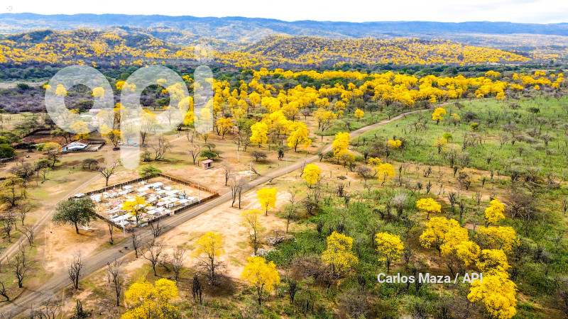 EVN - FLORECIMIENTO GUAYACANES