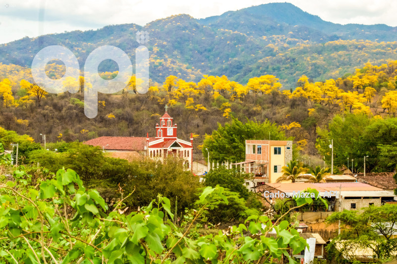 EVN - FLORECIMIENTO GUAYACANES