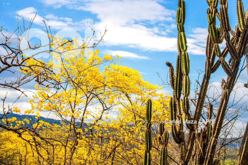 EVN - FLORECIMIENTO GUAYACANES