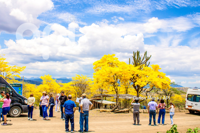 EVN - FLORECIMIENTO GUAYACANES