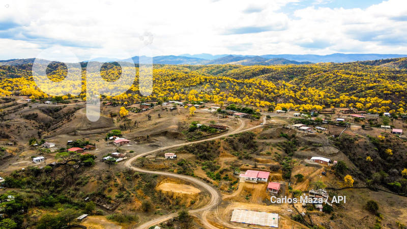 EVN - FLORECIMIENTO GUAYACANES