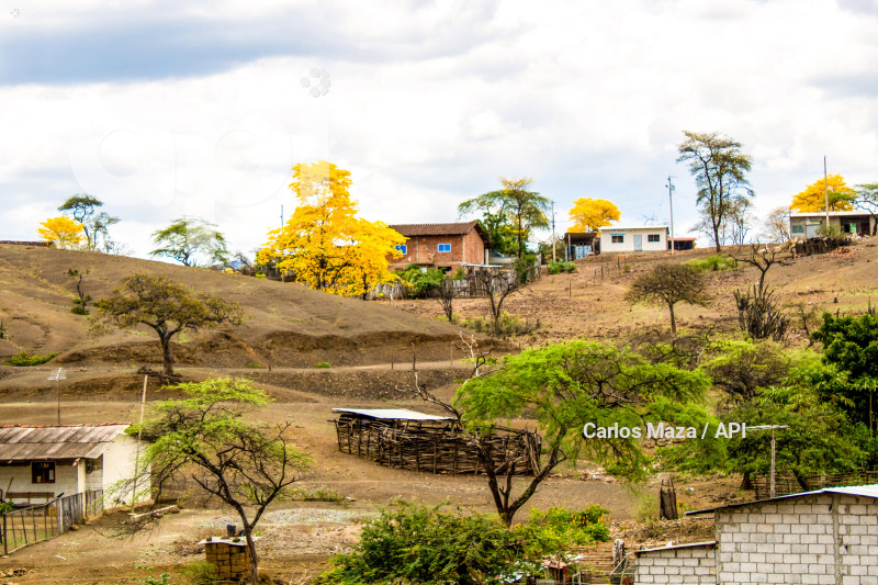 EVN - FLORECIMIENTO GUAYACANES