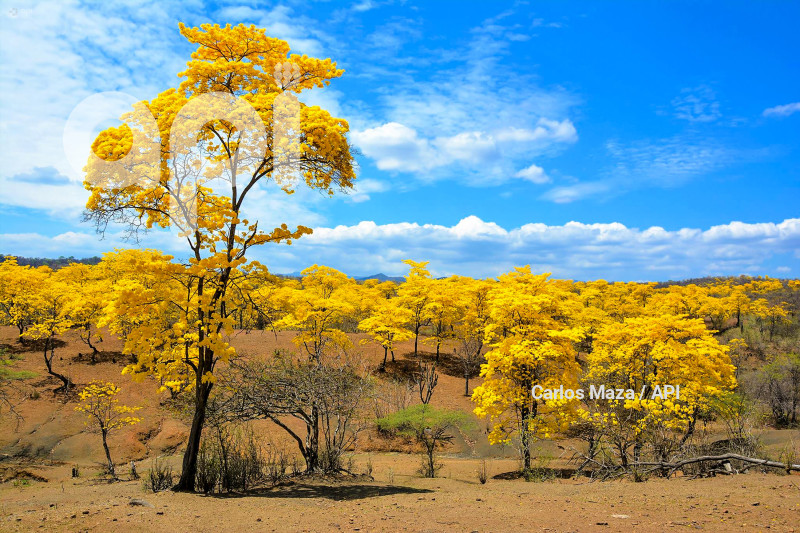 EVN - FLORECIMIENTO GUAYACANES