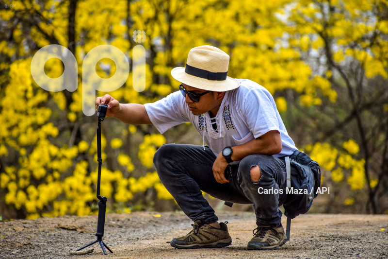 EVN - FLORECIMIENTO GUAYACANES