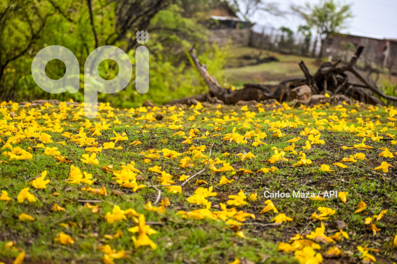EVN - FLORECIMIENTO GUAYACANES