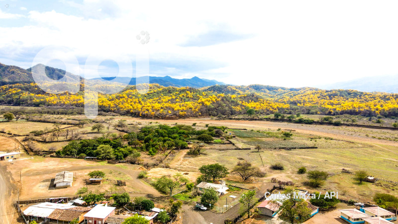 EVN - FLORECIMIENTO GUAYACANES
