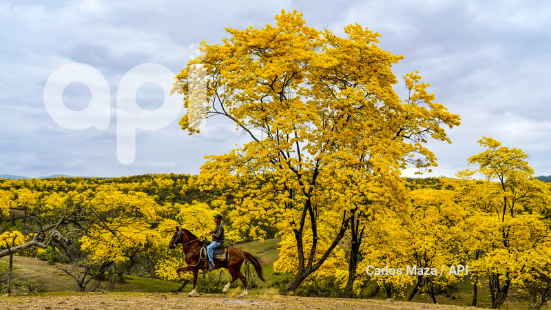 EVN - FLORECIMIENTO GUAYACANES