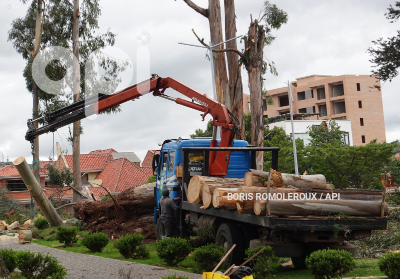 CUENCA-ACCIDENTE ARBOL PARQUE LA PAZ