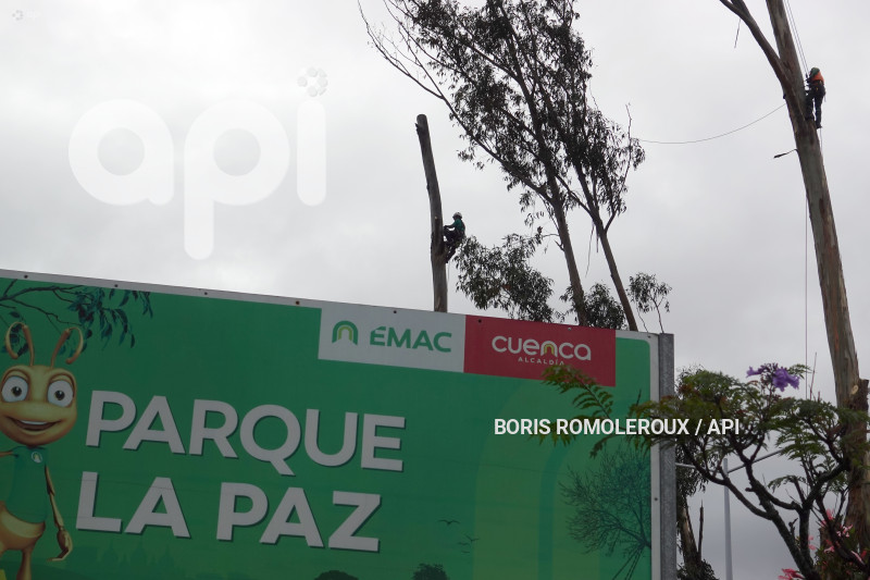 CUENCA-ACCIDENTE ARBOL PARQUE LA PAZ