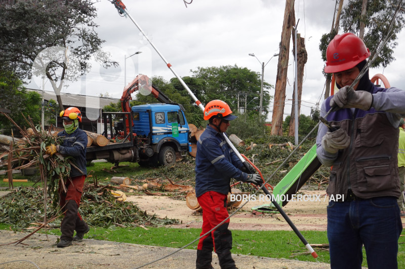 CUENCA-ACCIDENTE ARBOL PARQUE LA PAZ