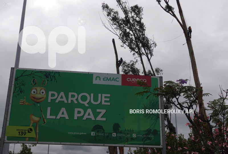 CUENCA-ACCIDENTE ARBOL PARQUE LA PAZ