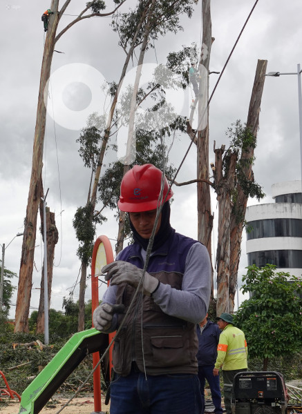 CUENCA-ACCIDENTE ARBOL PARQUE LA PAZ