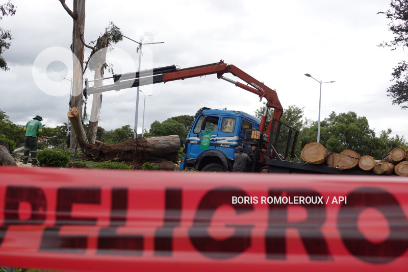 CUENCA-ACCIDENTE ARBOL PARQUE LA PAZ