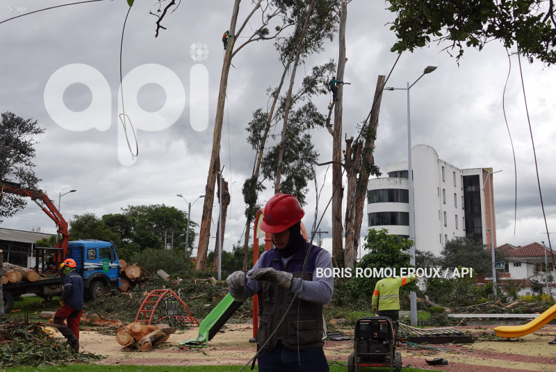 CUENCA-ACCIDENTE ARBOL PARQUE LA PAZ