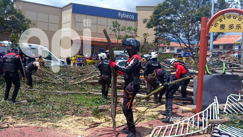 CUENCA-ACCIDENTE ARBOL PARQUE LA PAZ