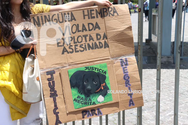 NO MAS MALTRATO ANIMAL