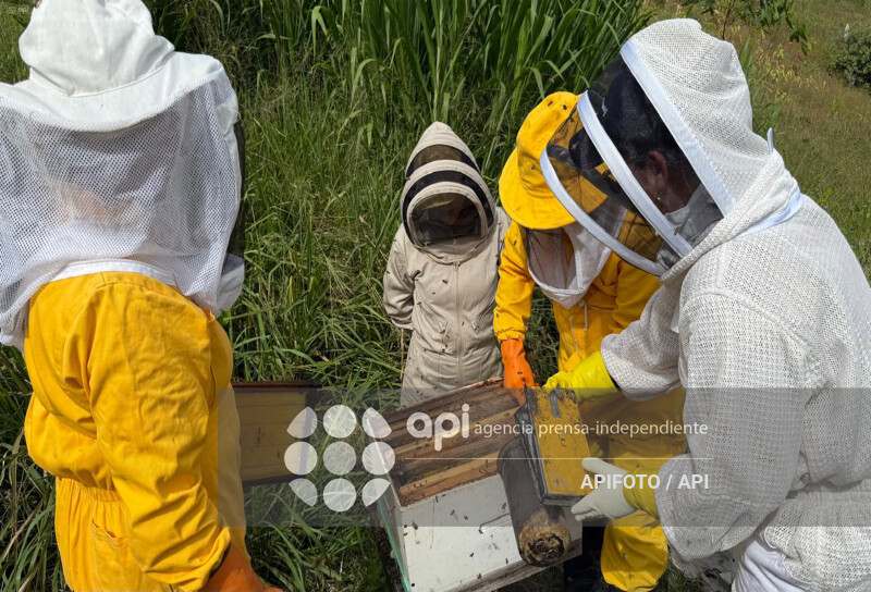 CUENCA-DIA MUNDIAL DE LAS ABEJA