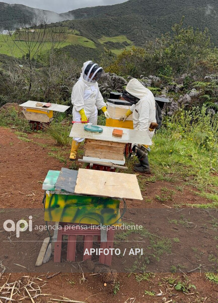 CUENCA-DIA MUNDIAL DE LAS ABEJA