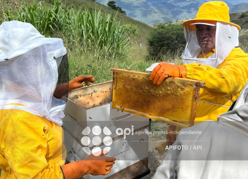 CUENCA-DIA MUNDIAL DE LAS ABEJA