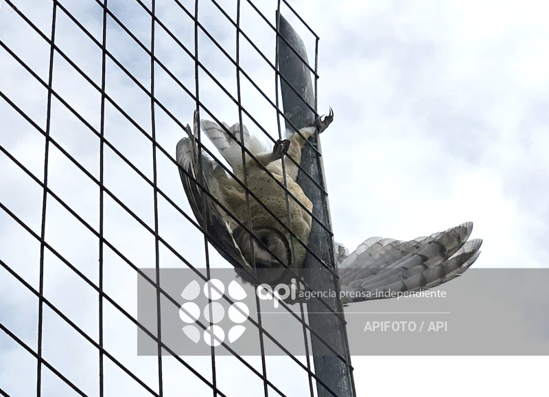 CUENCA-RESCATE AVE-BUHO