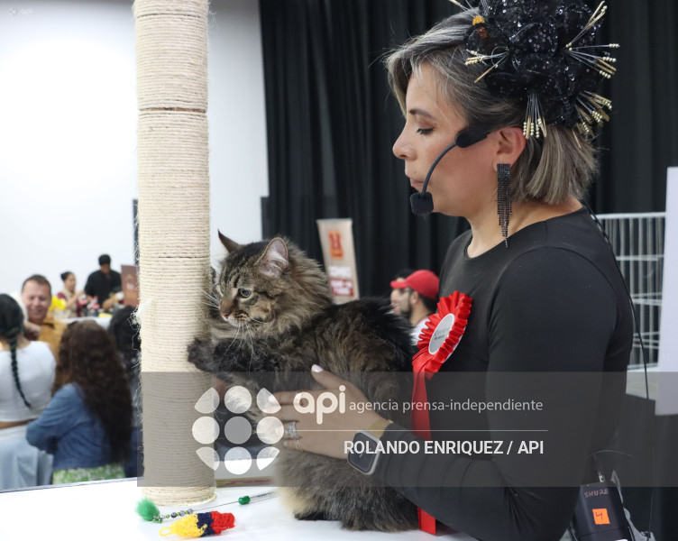 EVENTO MÁS GRANDE DE GATOS  CATURDAY 2025