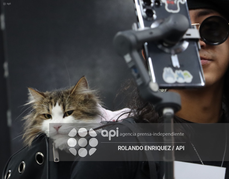 EVENTO MÁS GRANDE DE GATOS  CATURDAY 2025