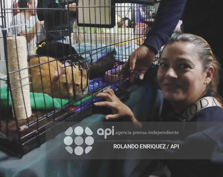 EVENTO MÁS GRANDE DE GATOS  CATURDAY 2025